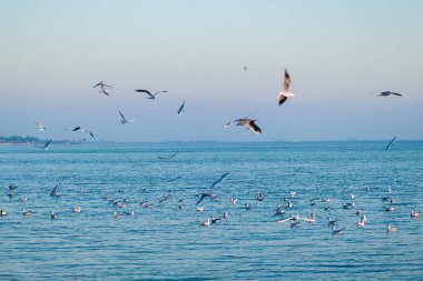 Doğal günbatımı manzaralı siluet seçici odak bir martı martı bulanık sürü ile üzerinde