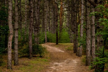 Gün batımında dağlar. Yaz mevsiminde güzel doğal manzara
