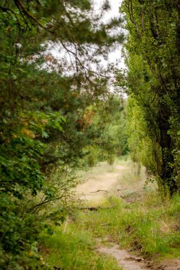 Gün batımında dağlar. Yaz mevsiminde güzel doğal manzara
