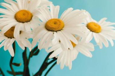 Mavi arka planda bir buket çiçek..