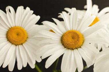 Siyah arka planda bir buket papatya çiçeği..