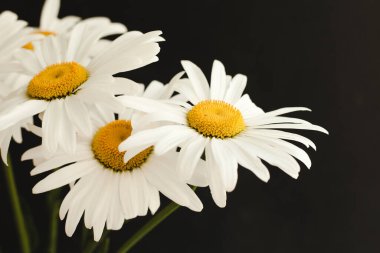 Siyah arka planda bir buket papatya çiçeği..