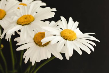 Siyah arka planda bir buket papatya çiçeği..