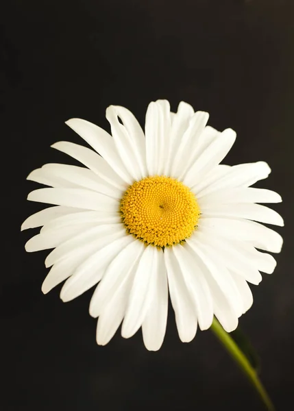 Ein Strauß Gänseblümchen Auf Schwarzem Hintergrund Stockfoto