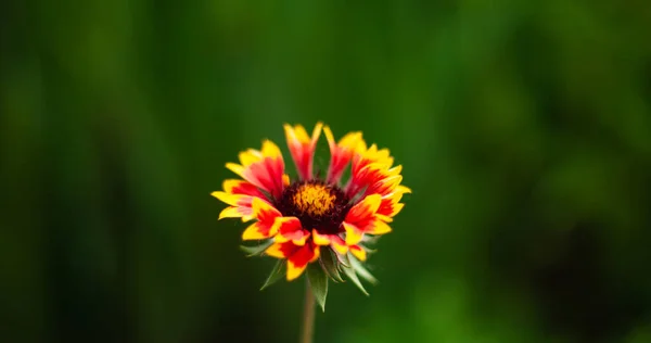 緑の草を背景にした夜の花の背景画像 — ストック写真