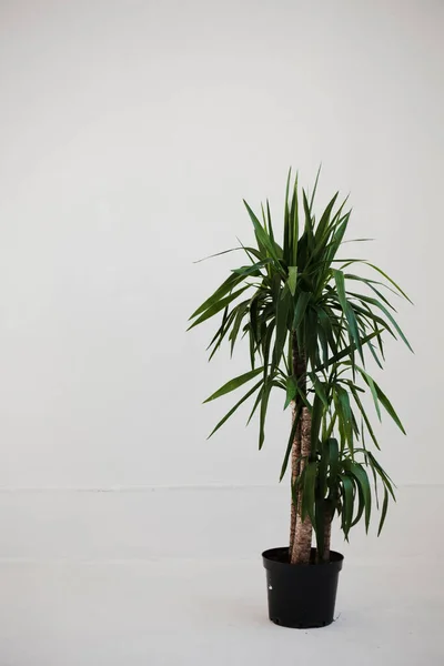 Студийный Снимок Горшечного Растения Растение Белом Фоне — стоковое фото