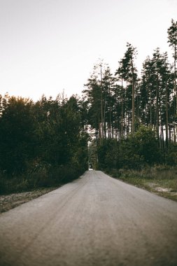 Orman sınırının ortasındaki perspektif yolu 