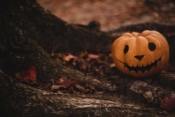 Szezonális Halloween Festett Sütőtök Fára Narancssárga Őszi Levelek Tök Gyönyörű — Stock Fotó