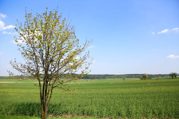 Весенний вид на обширные сельскохозяйственные угодья в сельской местности
.
