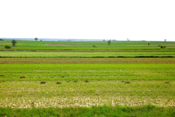 Vista Primavera Extensas Terras Agrícolas Campo — Fotografia de Stock