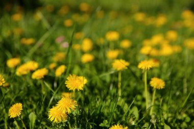 parlak güneş ışığı altında sarı dandelions görüntüsünü kapatmak