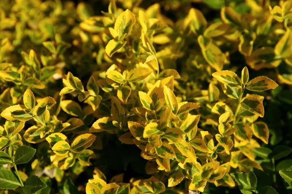 close up shot of yellow bush leaves in sunlight