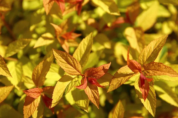close up shot of yellow bush leaves in sunlight