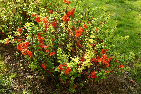 Buske Växt Som Heter Kvitten Med Riklig Blommor Ljusa Röda — Stockfoto