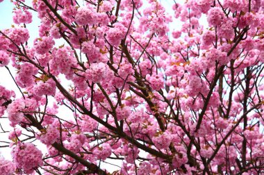 ağaç dalları çiçeği pembe çiçekler 