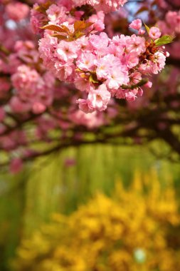 ağaç dalları çiçeği pembe çiçekler 