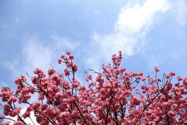 Blooming pembe çiçek mavi gökyüzü karşı ağaç dalları üzerinde Kapat 