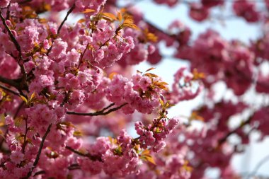 Blooming pembe çiçek ağaç dalları üzerinde Kapat 