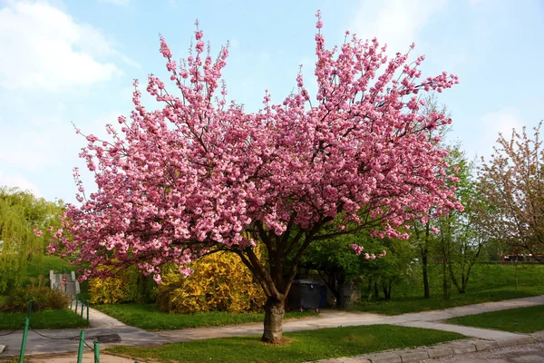 Blühende Rosa Blumen Baum Frühling Park Mit Wegen Straßen — Stockfoto