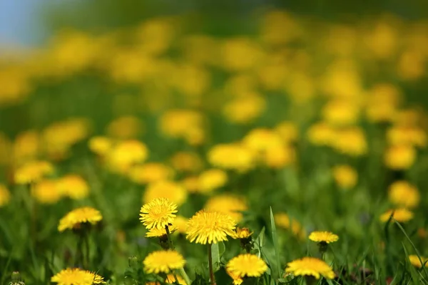 Gelbe Löwenzahnblüten Die Draußen Gras Wachsen — Stockfoto