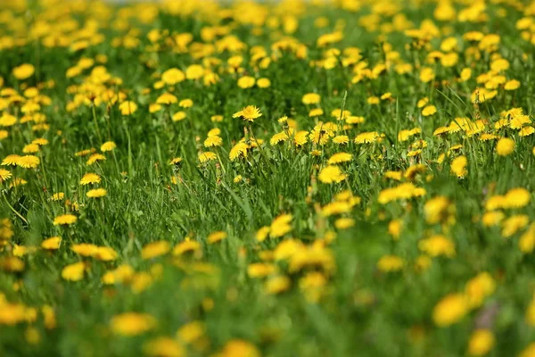 Желтые Одуванчики Растут Открытом Воздухе Траве — стоковое фото