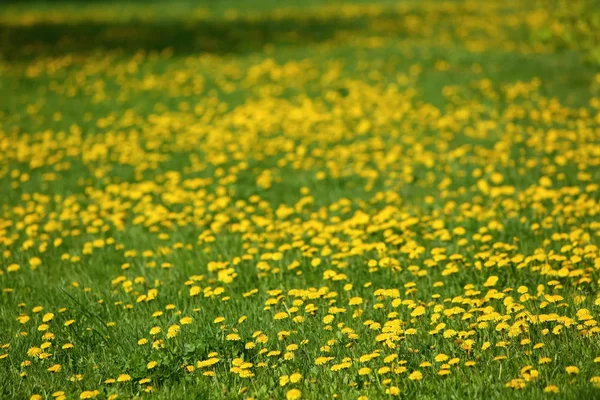 Gelbe Löwenzahnblüten Die Draußen Gras Wachsen — Stockfoto