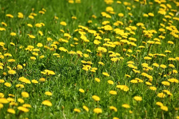 黄色のタンポポの花草で屋外栽培 — ストック写真