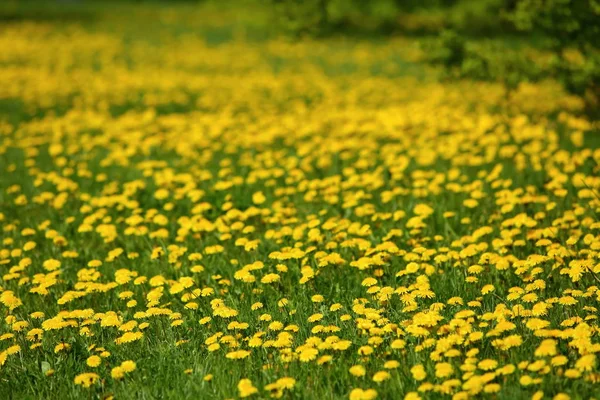 在户外草丛中生长的黄色蒲公英花 — 图库照片