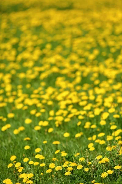 Fleurs Pissenlit Jaune Poussant Extérieur Dans Herbe — Photo