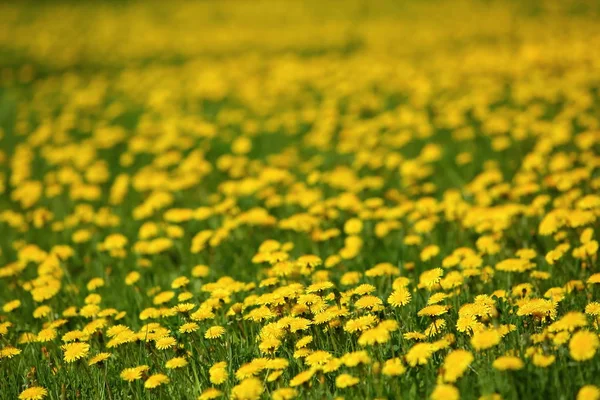 Gelbe Löwenzahnblüten Die Draußen Gras Wachsen — Stockfoto