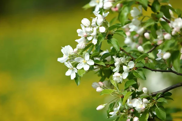 Blühende Weiße Blumen Frühling Verschwommener Hintergrund — Stockfoto