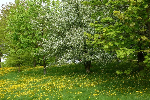 Žluté Pampelišky Květiny Pěstování Venku Parku Louce Stromy — Stock fotografie