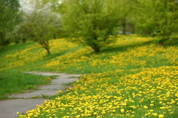 Gul Maskros Blommor Växer Utomhus Parken Äng Med Träd Och — Stockfoto