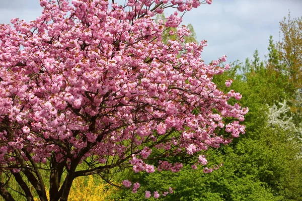 Blühende Rosa Blumen Baum Frühling Park — Stockfoto