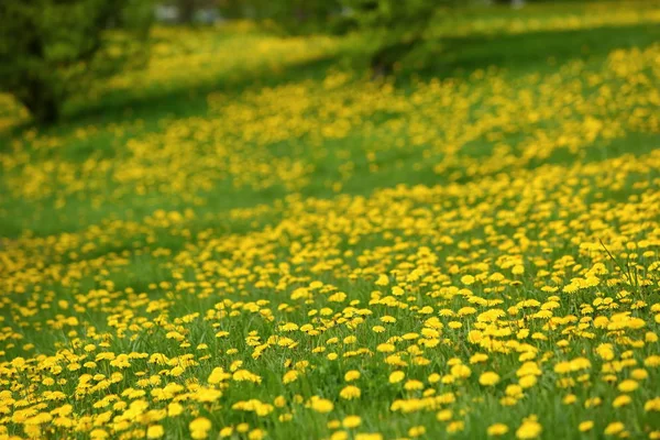 黄色のタンポポの花草で屋外栽培 — ストック写真