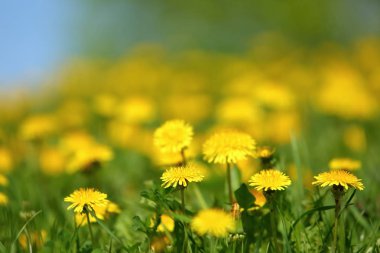 Çayır bahar zaman yeşil çim ortasında sarı karahindiba çiçekli.