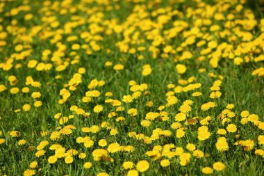 Çayır bahar zaman yeşil çim ortasında sarı karahindiba çiçekli.