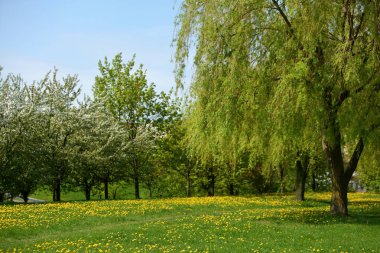 Bahar, yatay, sarı çiçek karahindiba çiçek ve güzel yaprak döken ağaçlar ve mavi gökyüzü.