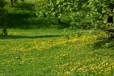 Bahar, yatay, sarı çiçek karahindiba çiçek ve güzel yaprak döken ağaçlar ve mavi gökyüzü.