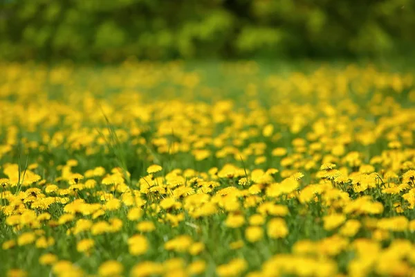 Pré Avec Des Fleurs Pissenlit Jaune Milieu Herbe Verte Printemps — Photo