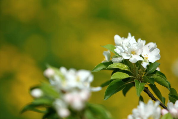 Big White Cherry Blossoms Morning Spring Sunshine Background Yellow Green Stock Photo