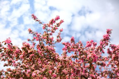 Dekoratif elma ağacının güzel çiçekler de cennet elma ağacı üzerinde mavi gökyüzü tel denir..