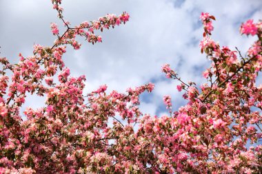 Dekoratif elma ağacının güzel çiçekler de cennet elma ağacı üzerinde mavi gökyüzü tel denir..