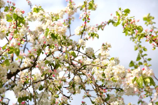 Die Alte Apfelsorte Blühte Zeitigen Frühjahr Wieder Auf — Stockfoto