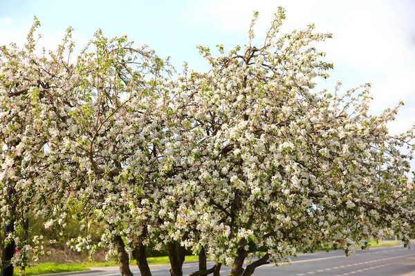 Die Alte Apfelsorte Blühte Zeitigen Frühjahr Wieder Auf — Stockfoto