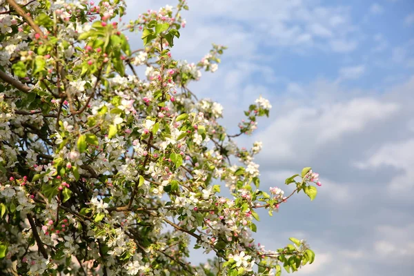 The old apple variety blossomed again in early spring. — Stock Image Old Apple Variety Blossomed Again Early Spring Stock Photo