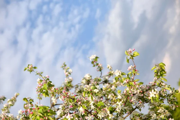 The old apple variety blossomed again in early spring. — Stock Image Old Apple Variety Blossomed Again Early Spring Stock Picture