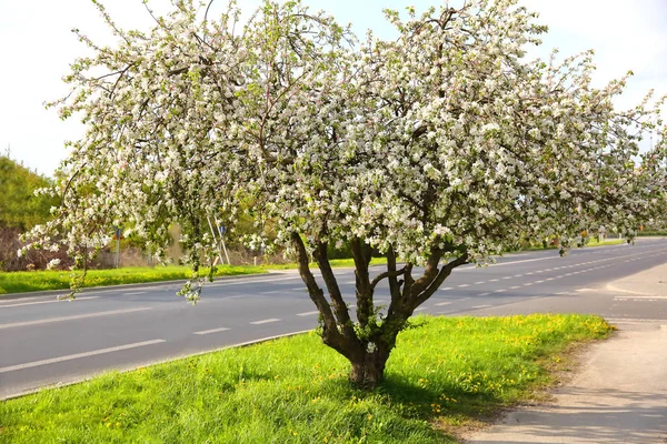 The old apple variety blossomed again in early spring. — Stock Image Old Apple Variety Blossomed Again Early Spring Royalty Free Stock Photos