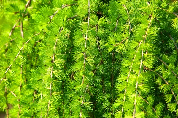 Larch Only Coniferous Tree Drops Needles Winter — Stock Photo, Image