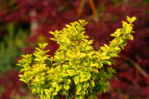 Det Mycket Dekorativ Buske Det Gläder Sin Gul Gröna Blad — Stockfoto